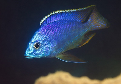 Protomelas taeniolatus 'Thumbi West Island'